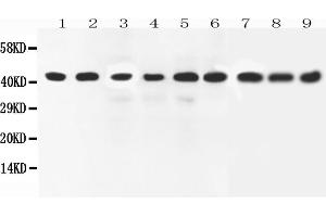 Anti-ERK2 antibody, All Western blottingAll lanes: Anti-MAPK1 at 0. (ERK2 anticorps  (C-Term))