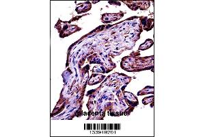 C9 Antibody immunohistochemistry analysis in formalin fixed and paraffin embedded human placenta tissue followed by peroxidase conjugation of the secondary antibody and DAB staining. (C9 anticorps  (AA 191-220))