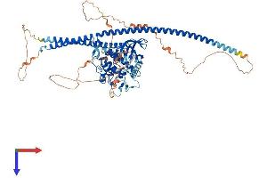 AlphaFold protein structure predicition of Human Recombinant TLK2 Protein, UniprotID Q86UE8