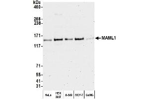 Western Blotting (WB) image for anti-Mastermind-Like 1 (MAML1) (AA 75-125) antibody (ABIN7449893)