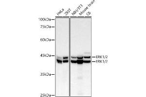 Western blot analysis of extracts of various cell lines, using ERK1/2 Rabbit mAb antibody (ABIN7268620) at 1:10000 dilution.