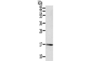 Western Blotting (WB) image for anti-Protein Tyrosine Phosphatase, Mitochondrial 1 (PTPMT1) antibody (ABIN2424009) (PTPMT1 anticorps)