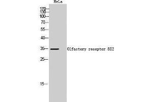 Western Blotting (WB) image for anti-Olfactory Receptor, Family 8, Subfamily I, Member 2 (OR8I2) (Internal Region) antibody (ABIN3186198) (OR8I2 anticorps  (Internal Region))