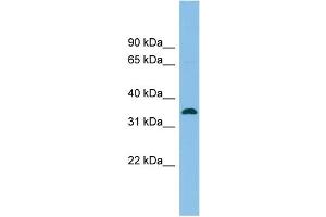 WB Suggested Anti-SRR Antibody Titration: 0. (SRR anticorps  (Middle Region))