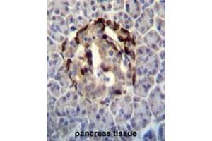 STXBP3 Antibody (Center) immunohistochemistry analysis in formalin fixed and paraffin embedded human pancreas tissue followed by peroxidase conjugation of the secondary antibody and DAB staining. (STXBP3 anticorps  (Middle Region))