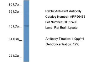 Western Blotting (WB) image for anti-Twinfilin, Actin-Binding Protein 1 (TWF1) (C-Term) antibody (ABIN2786733) (TWF1 anticorps  (C-Term))