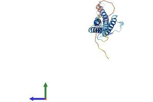 AlphaFold protein structure predicition of Mouse Recombinant Cldn2 Protein, UniprotID O88552