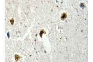 Immunohistochemistry analyzes of hnRNP H antibody in paraffin-embedded human brain tissue. (HNRNPH1 anticorps)