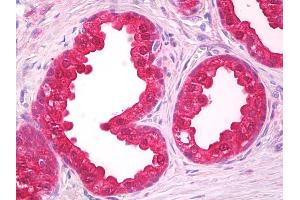 Anti-NOL3 antibody IHC of human prostate. (NOL3 anticorps  (AA 191-208))
