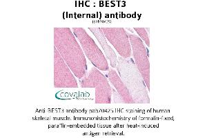 Image no. 1 for anti-Bestrophin 3 (BEST3) (Internal Region) antibody (ABIN1732304) (Bestrophin 3 anticorps  (Internal Region))