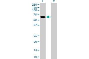 Western Blot analysis of APBB3 expression in transfected 293T cell line by APBB3 MaxPab polyclonal antibody.