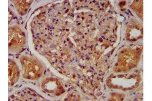 IHC image of ABIN7146380 diluted at 1:400 and staining in paraffin-embedded human kidney tissue performed on a Leica BondTM system. (CABP4 anticorps  (AA 1-107))