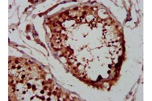 IHC image of ABIN7155501 diluted at 1:400 and staining in paraffin-embedded human testis tissue performed on a Leica BondTM system. (WHSC1 anticorps  (AA 1-44))