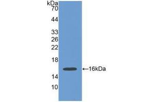 Western blot analysis of recombinant Human POSTN. (Periostin anticorps  (AA 97-230))