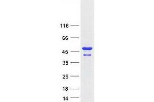 Validation with Western Blot