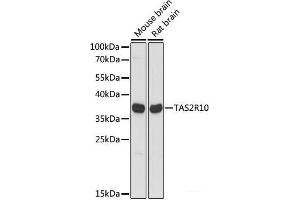 Western blot analysis of extracts of various cell lines using TAS2R10 Polyclonal Antibody at dilution of 1:1000. (TAS2R10 anticorps)