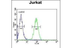 Flow cytometric analysis of Jurkat cells (right histogram) compared to a negative control cell (left histogram).