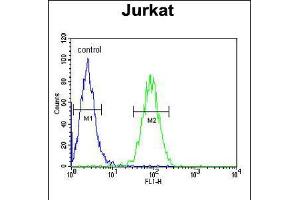 Flow cytometric analysis of Jurkat cells (right histogram) compared to a negative control cell (left histogram). (Claudin 22 (CLDN22) (AA 90-117) anticorps)