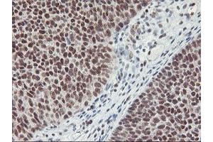 Image no. 7 for anti-Ring Finger Protein 113B (RNF113B) antibody (ABIN1500718) (RNF113B anticorps)