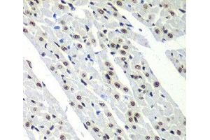 Immunohistochemistry of paraffin-embedded Rat heart using SF3B2 Polyclonal Antibody at dilution of 1:100 (40x lens). (SF3B2 anticorps)
