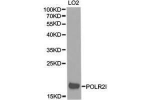 Western Blotting (WB) image for anti-Polymerase (RNA) II (DNA Directed) Polypeptide I, 14.5kDa (POLR2I) antibody (ABIN1874188) (POLR2I anticorps)
