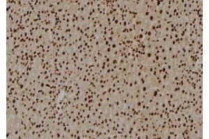 ABIN6276967 at 1/100 staining Rat liver tissue by IHC-P. (U2AF2 anticorps  (Internal Region))