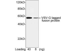 Image no. 1 for anti-VSV-G Epitope Tag antibody (ABIN294543) (VSV-g Tag anticorps)