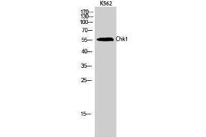 Western Blotting (WB) image for anti-Checkpoint Kinase 1 (CHEK1) (Ser246) antibody (ABIN3183898) (CHEK1 anticorps  (Ser246))