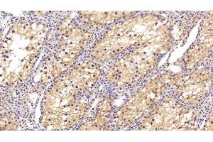 Detection of CLU in Human Testis Tissue using Polyclonal Antibody to Clusterin (CLU)