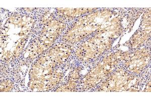 Detection of CLU in Human Testis Tissue using Polyclonal Antibody to Clusterin (CLU) (Clusterin anticorps  (AA 228-449))