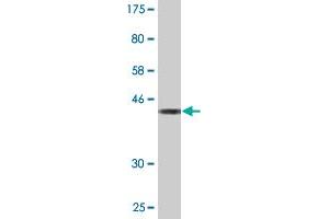 Western Blot detection against Immunogen (43.