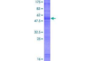 Image no. 1 for Glycoprotein M6B (GPM6B) (AA 1-305) protein (GST tag) (ABIN1355552)