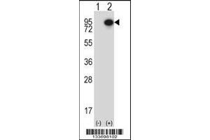 Western blot analysis of CTTN using rabbit polyclonal CTTN Antibody using 293 cell lysates (2 ug/lane) either nontransfected (Lane 1) or transiently transfected (Lane 2) with the CTTN gene.