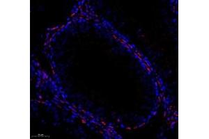Immunofluorescent analysis of paraformaldehyde-fixed mouse testis using,PARIS (ABIN7076272) at dilution of 1: 3000