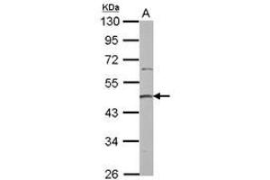 Image no. 1 for anti-Protein Arginine Methyltransferase 2 (PRMT2) (AA 8-296) antibody (ABIN1500416) (PRMT2 anticorps  (AA 8-296))