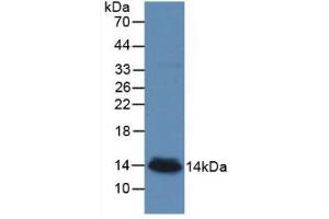 Western blot analysis of recombinant Human bTG. (beta-Thromboglobulin anticorps  (AA 59-128))