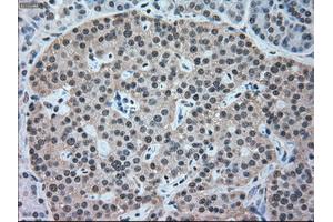 Immunohistochemical staining of paraffin-embedded pancreas tissue using anti-NRBP1mouse monoclonal antibody. (NRBP1 anticorps)