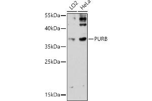 Western blot analysis of extracts of various cell lines, using PURB antibody (ABIN7269748) at 1:3000 dilution.