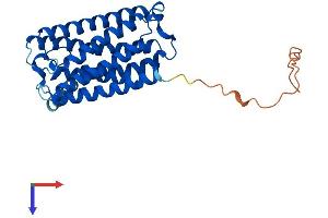 AlphaFold protein structure predicition of Human Recombinant ELOVL2 Protein, UniprotID Q9NXB9