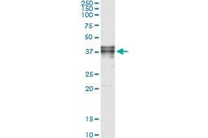 Immunoprecipitation of FAS transfected lysate using anti-FAS monoclonal antibody and Protein A Magnetic Bead , and immunoblotted with FAS MaxPab rabbit polyclonal antibody. (FAS anticorps  (AA 1-335))