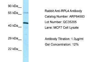 Host: Rabbit Target Name: RPL4 Sample Type: MCF7 lysates Antibody Dilution: 1. (RPL4 anticorps  (C-Term))