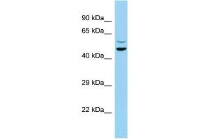 Host: Rabbit Target Name: C7orf10 Sample Type: MCF7 Whole Cell lysates Antibody Dilution: 1. (C7orf10 anticorps  (N-Term))