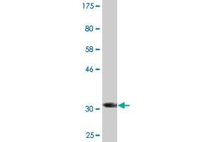 Western Blot detection against Immunogen (33.