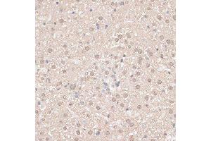 Immunohistochemistry of paraffin-embedded mouse liver using GPKOW antibody.