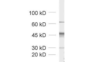 dilution: 1 : 1000, sample: crude synaptic vesicle fraction of rat brain (LP2) (Doc 2a/b (AA 1-403) anticorps)