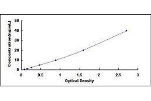 ELISA image for UDP-Gal:betaGlcNAc beta 1,3-Galactosyltransferase, Polypeptide 1 (B3GALT1) ELISA Kit (ABIN435091)