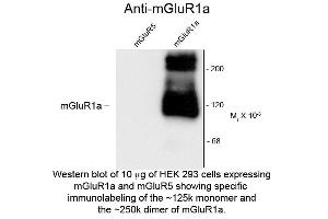 Western blot of Anti-mGluR1a (Rabbit) Antibody - 600-401-D75 Western Blot of Rabbit Anti-metabotropic glutamate receptors (mGluR) 1a antibody.