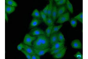 Immunofluorescence staining of HepG2 cells with ABIN7139859 at 1:50, counter-stained with DAPI. (GDF3 anticorps  (AA 202-222))