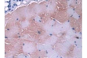 IHC-P analysis of Mouse Skeletal muscle Tissue, with DAB staining. (Glutaredoxin 1 anticorps  (AA 2-107))
