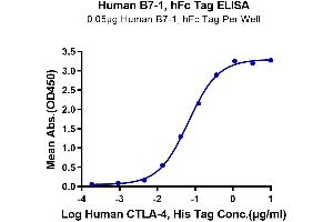 Immobilized Human B7-1, hFc Tag at 0. (CD80 Protein (CD80) (AA 35-242) (Fc Tag))